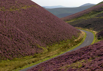 Blooming heather in the Scottish Borders