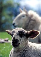 Scottish Borders produce!